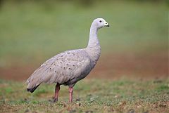 Cape Barren Goose